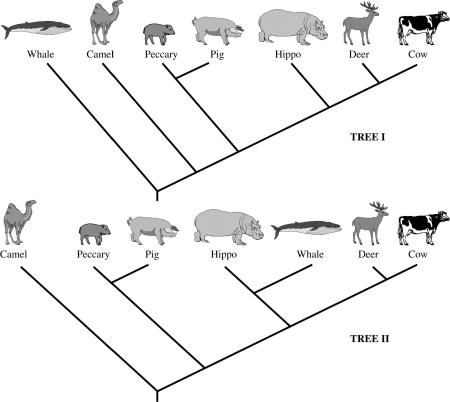 phylogenetic_tree